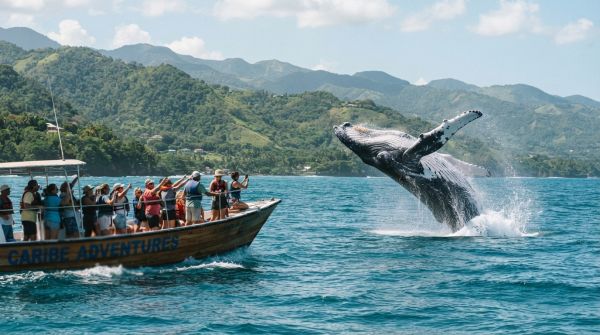 Quelles sont les meilleures périodes pour observer les baleines à bosse en République Dominicaine?